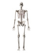 © Sebastian Kaulitzki - medically accurate illustration of the human skeleton