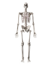 Medically Accurate Illustration Of The Human Skeleton