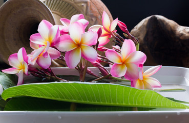 Wall Mural - beautiful charming aroma pink flower plumeria made more classic with vintage and boutique look for s