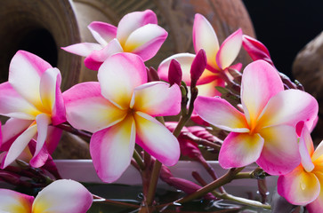 Wall Mural - beautiful charming aroma pink flower plumeria made more classic with vintage and boutique look for s