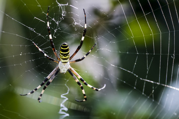 Black and yellow garden spider on web.