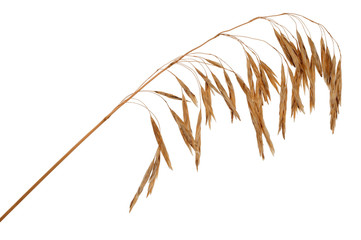 Dry grass