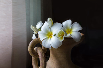 Wall Mural - beautiful charming aroma white flower plumeria in big classic baked clay vase made a corner in house