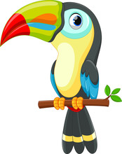 Cute Toucan Bird Cartoon