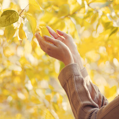 Autumn photo sensual female hands touch yellow leaves tree