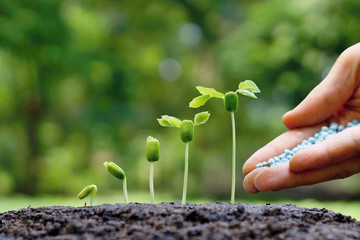 Wall Mural - Nurturing young baby plants seedling in germination sequence