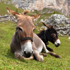 Sticker - Group of Donkey on mountain in Italien Dolomites