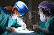 © nimon_t - group of veterinarian surgery in operation room