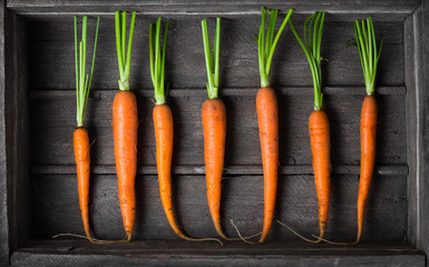 Fresh young carrots