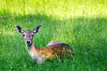 Young Deer On A Green Grass In A Forest In Summer.