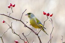 European Greenfinch With Red Rose Hips.