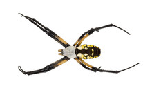 Female Black And Yellow Garden Spider On White