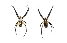 Female Orb Spider Top And Bottom