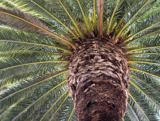 palm tree close up in the summer time.