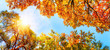 Baumkronen, blauer Himmel und Sonne im Herbst