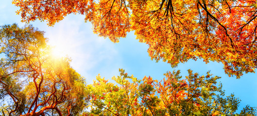 Wall Mural - Baumkronen, blauer Himmel und Sonne im Herbst