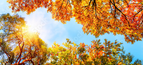 Foto-Schiebegardine ohne Schienensystem - Baumkronen, blauer Himmel und Sonne im Herbst (von Smileus)