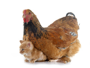 Wall Mural - brahma chicken and kitten