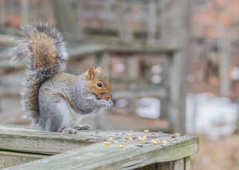 Poster - Grey Squirrel