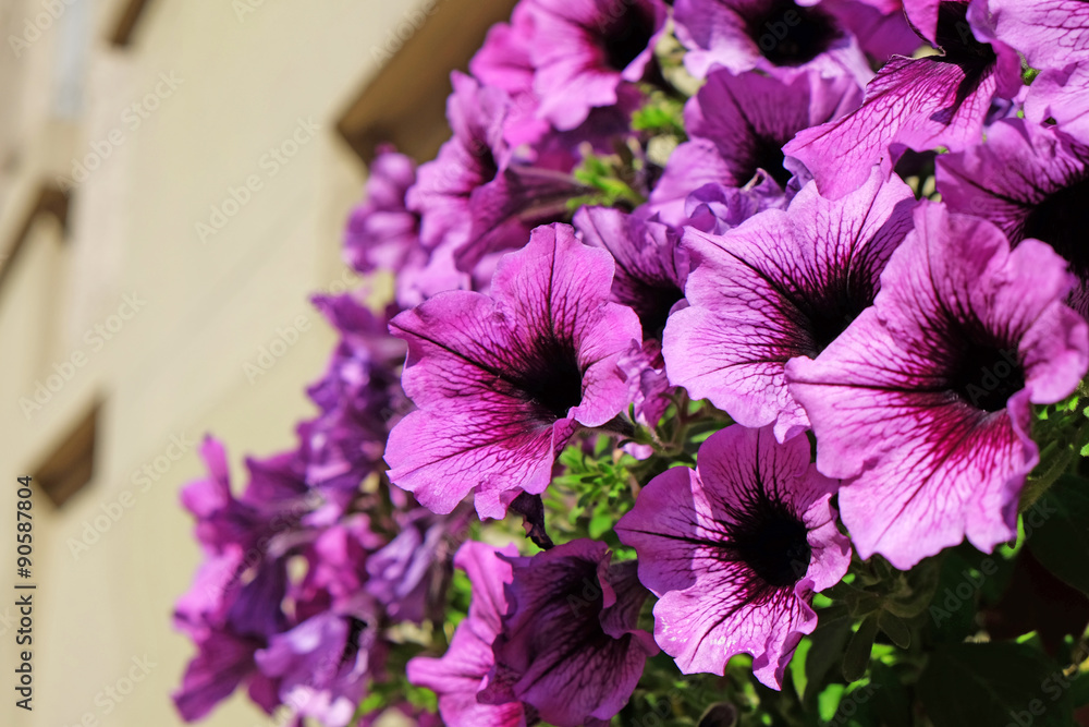 Beautiful flowers close up