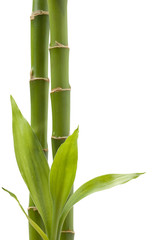  Bambusowa roślina