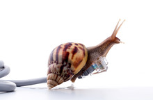Snail With Rj45 Connector Symbolic Photo For Slow Internet Conne