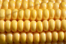 Closeup Of Yellow Corn Kernels, Set In Neat Rows