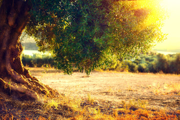 olive trees. plantation of olive trees at sunset. mediterranean