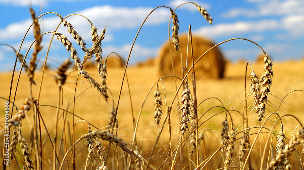 Golden ears of wheat with a sheaves of hay on the background - obrazy, fototapety, plakaty 