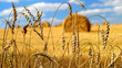 Golden ears of wheat with a sheaves of hay on the background