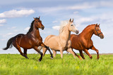 Fototapeta Konie - Three horse run in beautiful green meadow