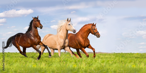 Obraz w ramie Three horse run in beautiful green meadow