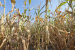 Tegoroczna susza na terenie Polski doprowadziła do dużych strat u rolników. Przyspieszone zostały żniwa. Kukurydza, którą kosi się jesienią, została ścięta już w sierpniu.