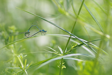 two damselflies mating on green leaf 