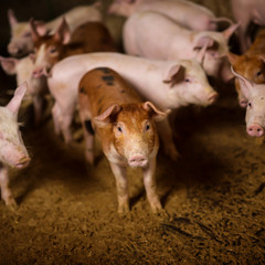 Group of little pigs looking at camera at pigsty. Pig farm. Shallow depth of field.