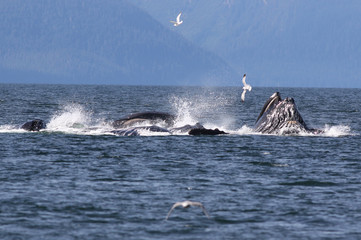 Sticker - Humpback Whales Bubble Net Feeding