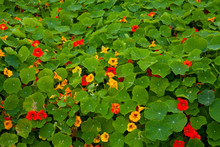 Colorful Garden -  Nasturtium