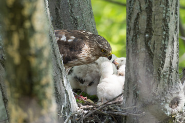 Sticker - Cooper-s hawk feeding chicks