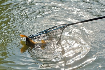 Un pêcheur met une grosse carpe dans son épuisette