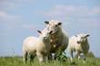 Schaf mit Lämmer auf der Weide