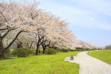 Canvas Print - Cherry blossoms bloom path of Kitakami Tenshochi, Iwate, Japan