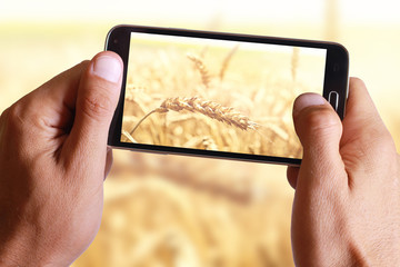 Male hand taking photo of Ripe wheat ears with cell, mobile phone.