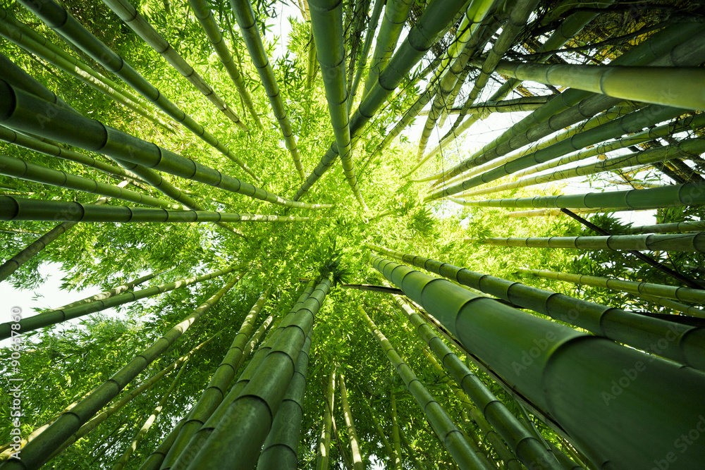 Green bamboo nature backgrounds - obrazy, fototapety, plakaty 