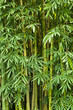 canvas print picture Green bamboo nature backgrounds