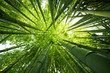 canvas print picture - Green bamboo nature backgrounds