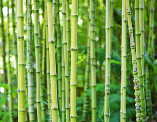  Zieleni bambusowi natur tła