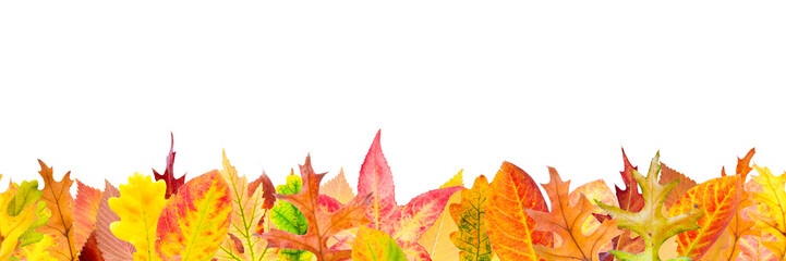 Wall Mural - seamless pattern with fallen autumn leaves