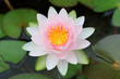pink water lily with lotus leaf on pond