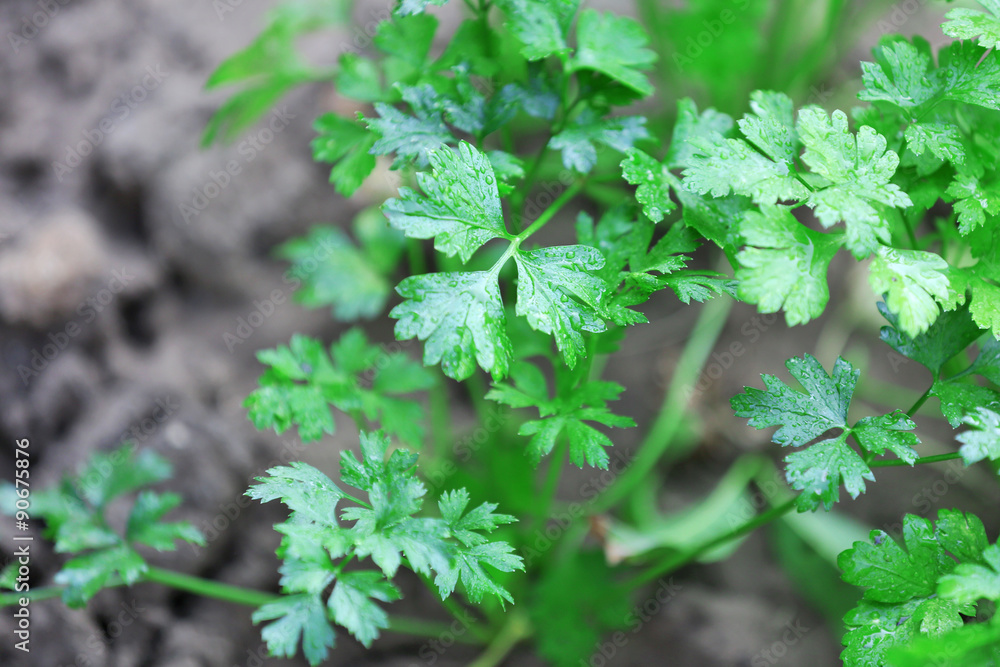 Parsley growing in garden