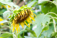 Close-up View Of Single Drooping And Wilted Sunflower